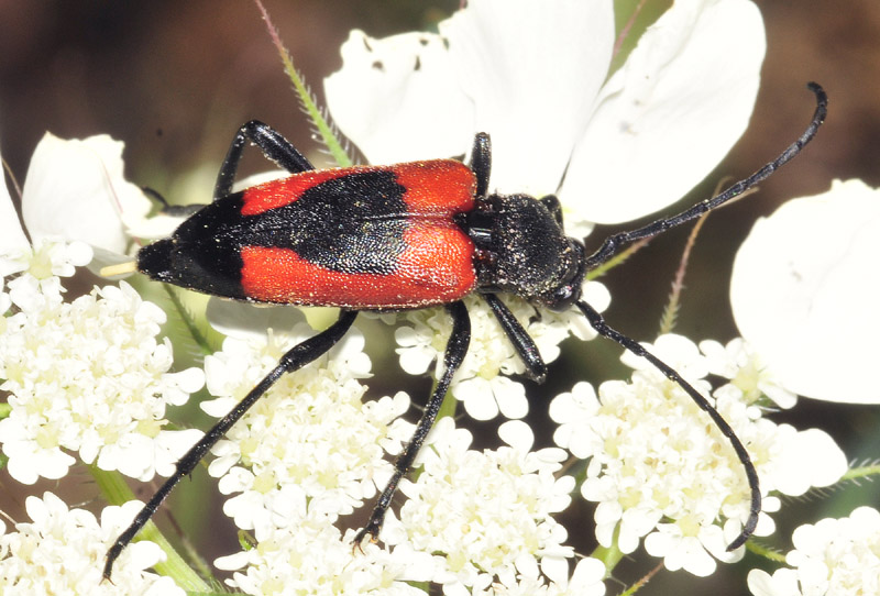 Cerambycidae dalla Grecia: Purpuricenus budensis ed altri